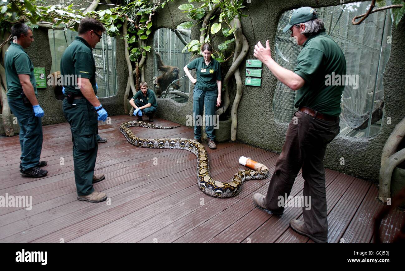 Chester Zoo staff with Bali the python. The 22 ft snake is having a