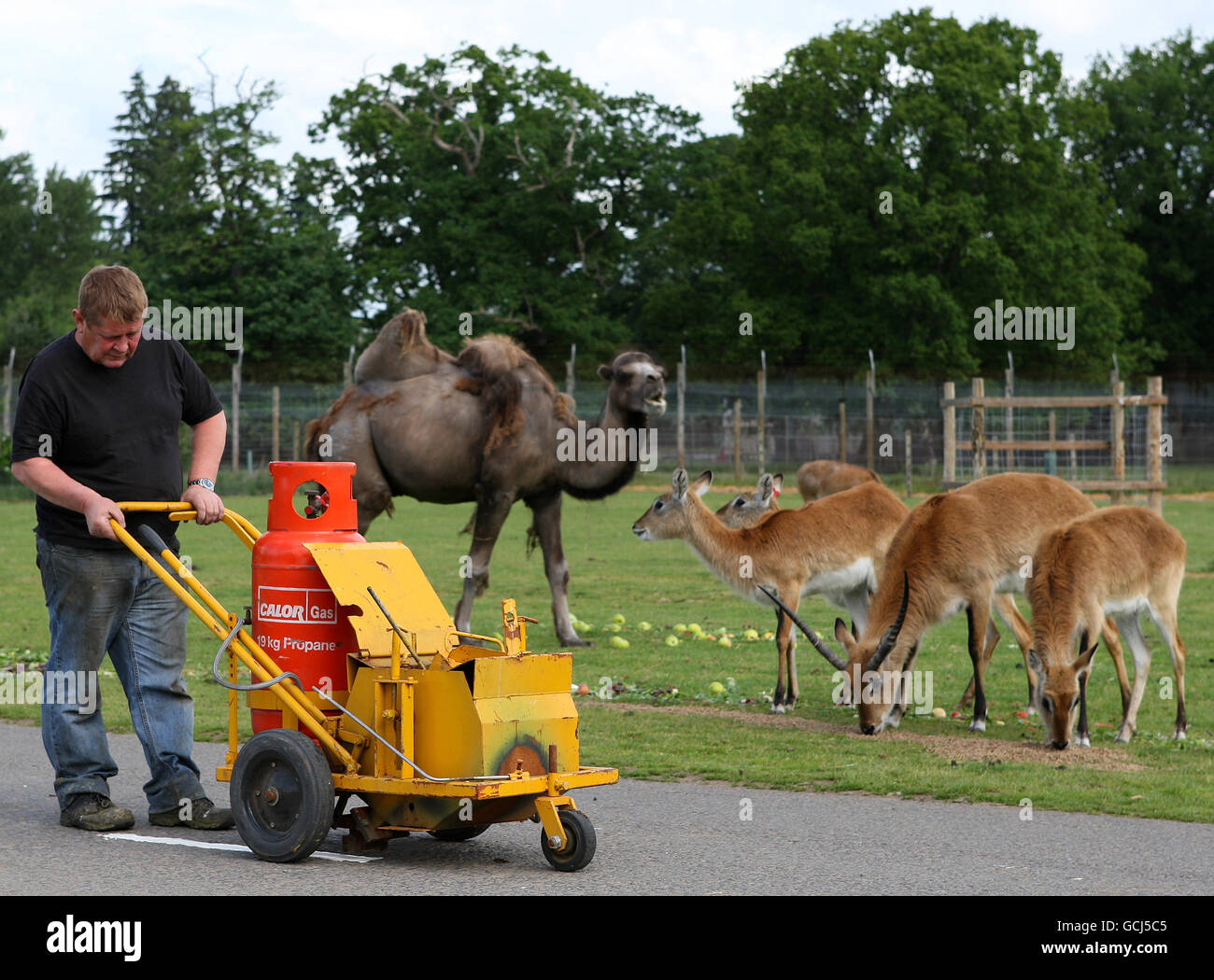 Blairdrummond Safari Park road markings Stock Photo