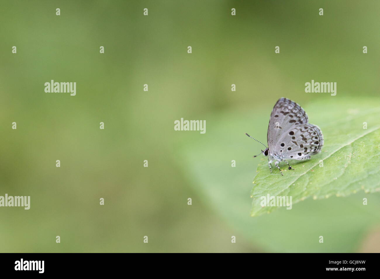 Common Hedge Blue; Acytolepis puspa; Wet Season Form (WSF); single perch on fern leaf; Fung Yuen butterfly reserve; Hong Kong Stock Photo