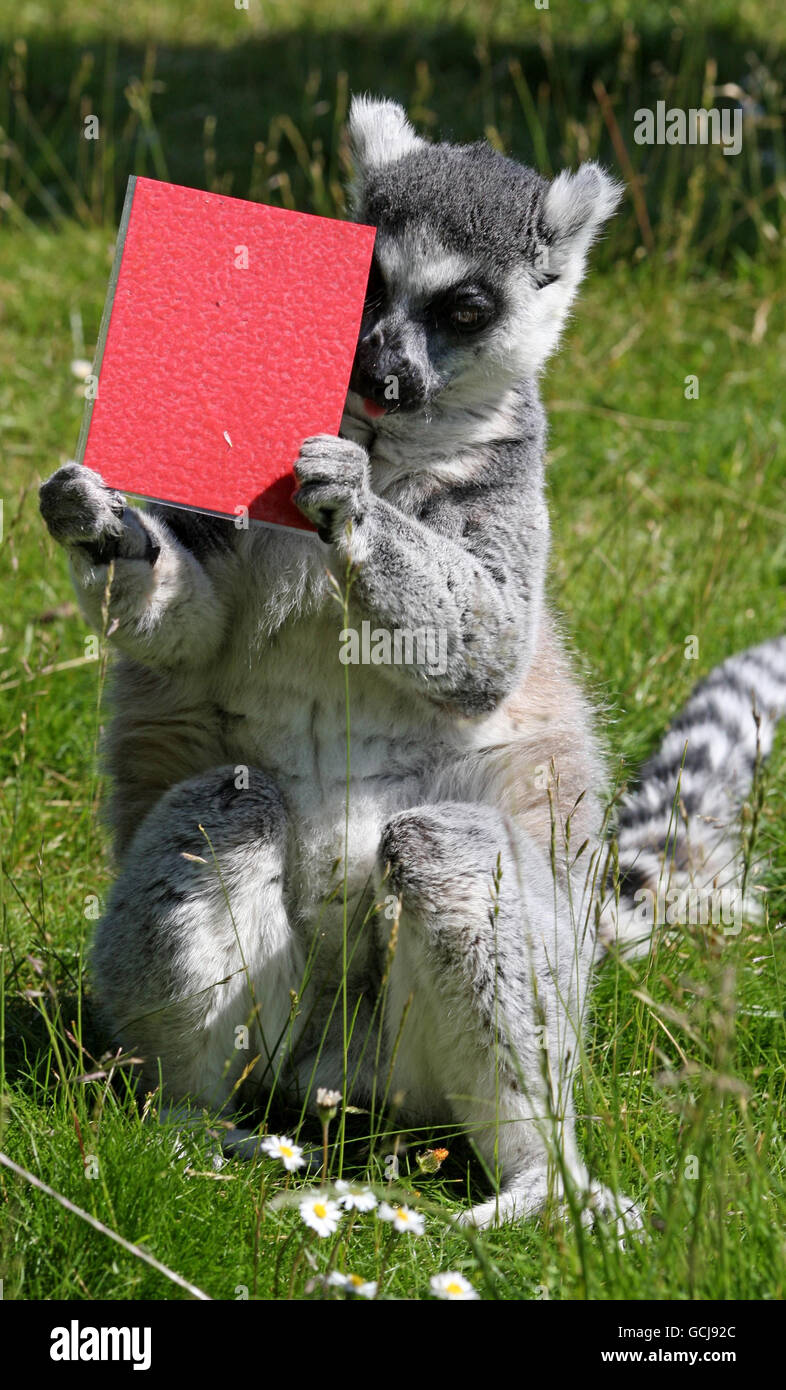Animals at Whipsnade Zoo Stock Photo Alamy