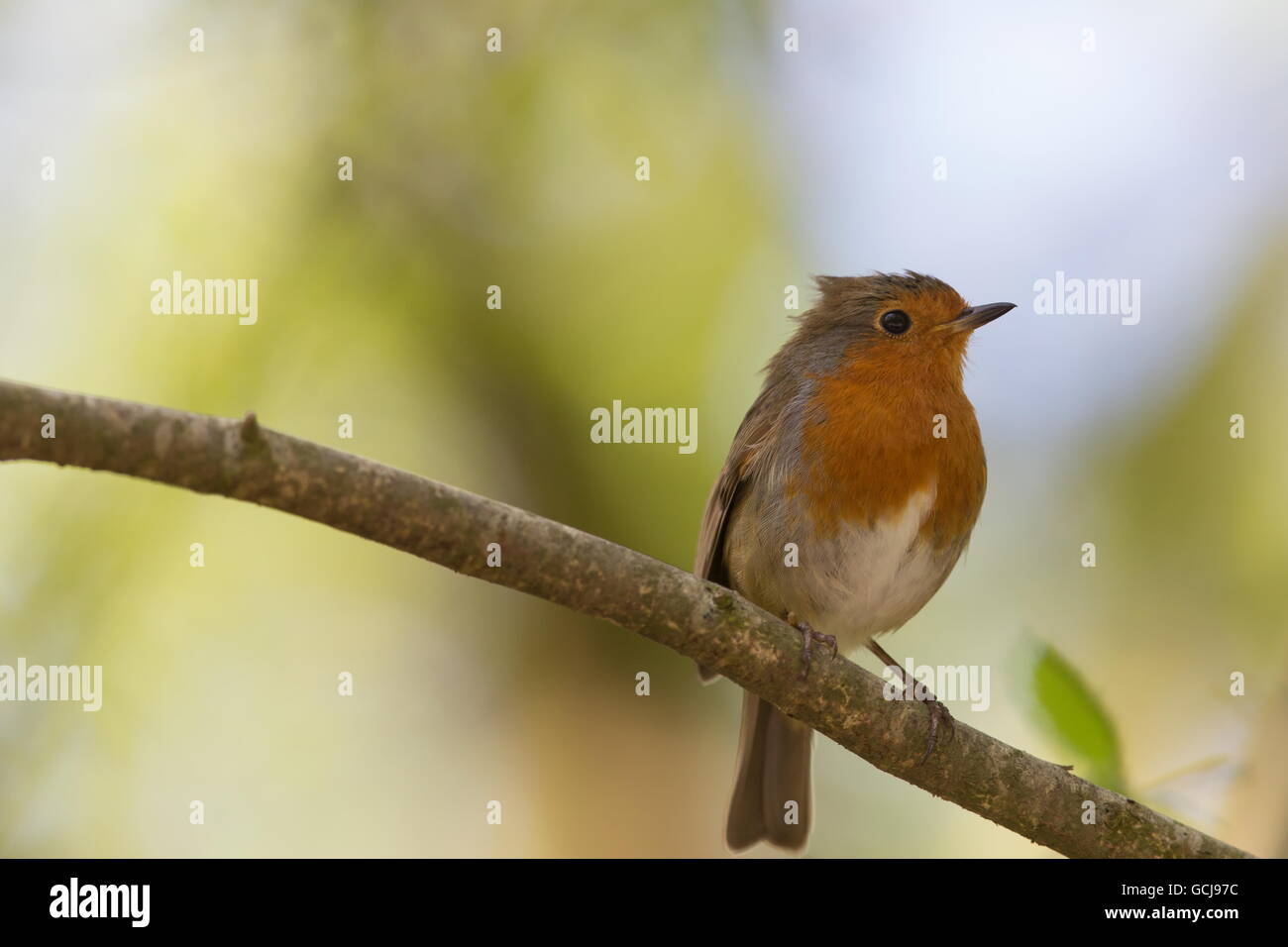 Single bird feathers hi-res stock photography and images - Alamy