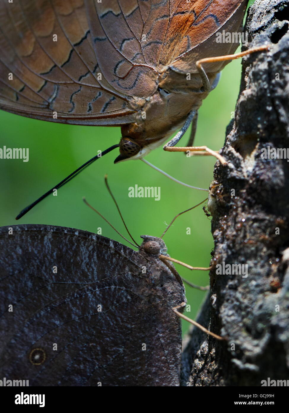 Tawny Rajah; Charaxes bernardus; and Dark Evening Brown; Melanitis phedima; butterflies sharing a sip of tree sap; Hong Kong Stock Photo