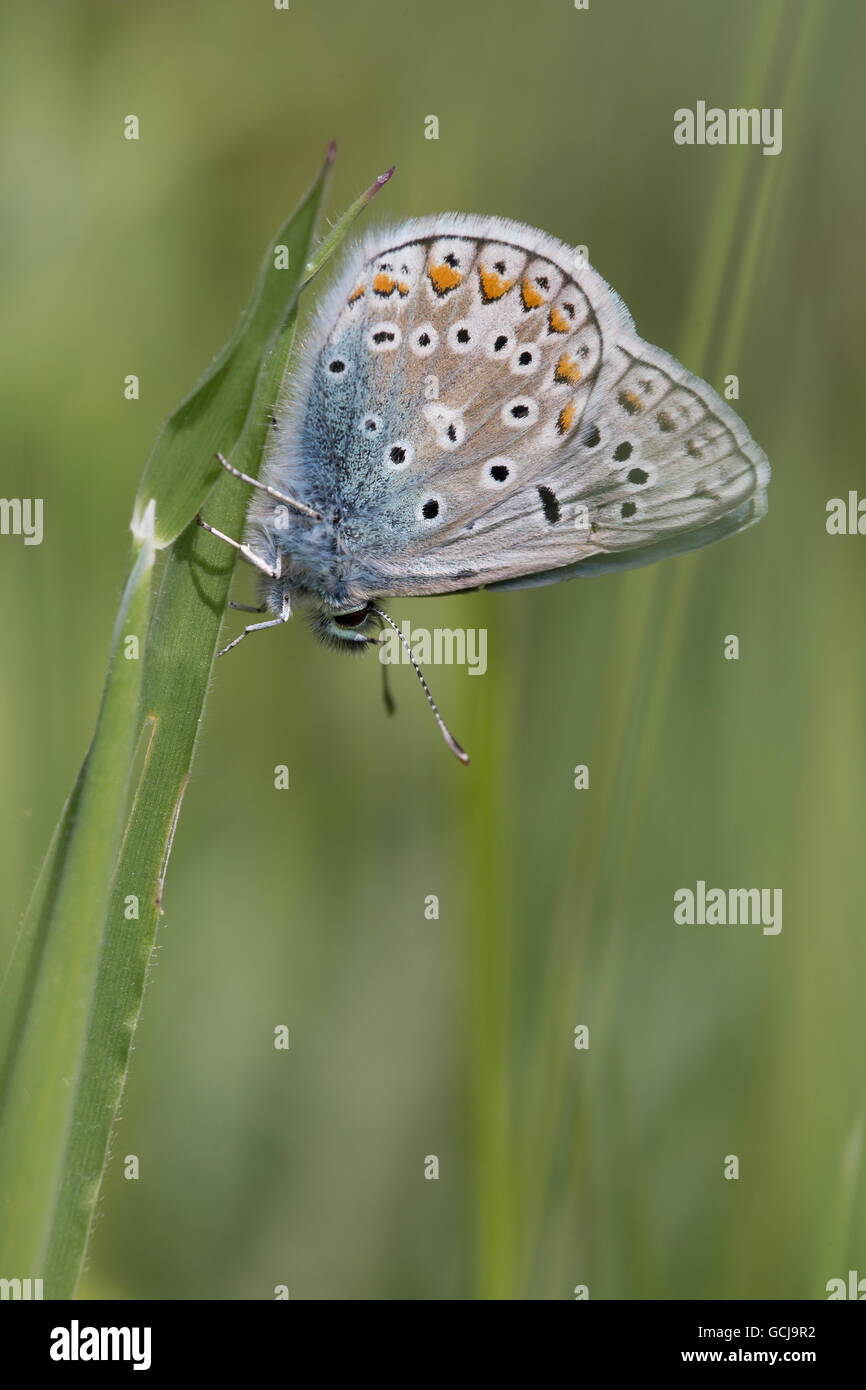 Common Blue; Polyommatus icarus; butterfly adult perched on grass; Somerset; UK Stock Photo