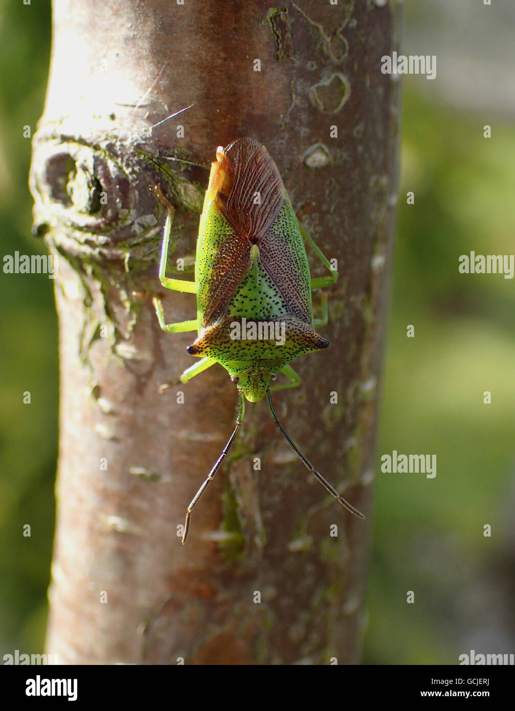 Dorsal view of hawthorn shield bug (Acanthosoma haemorrhoidale) on the trunk of a young silver birch (Betula pendula) tree Stock Photo