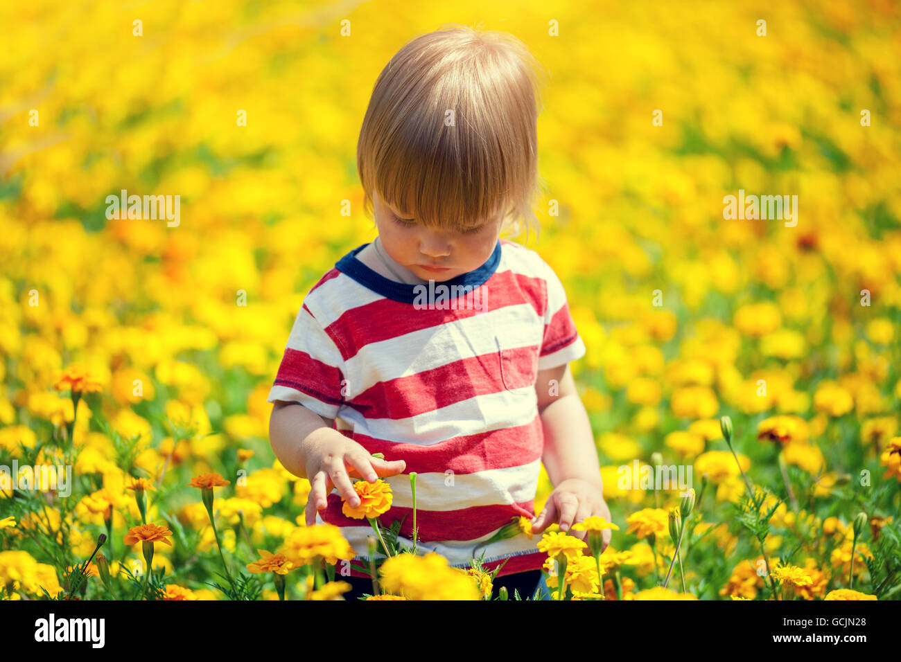 Little boy walking on the flowers lawn Stock Photo - Alamy