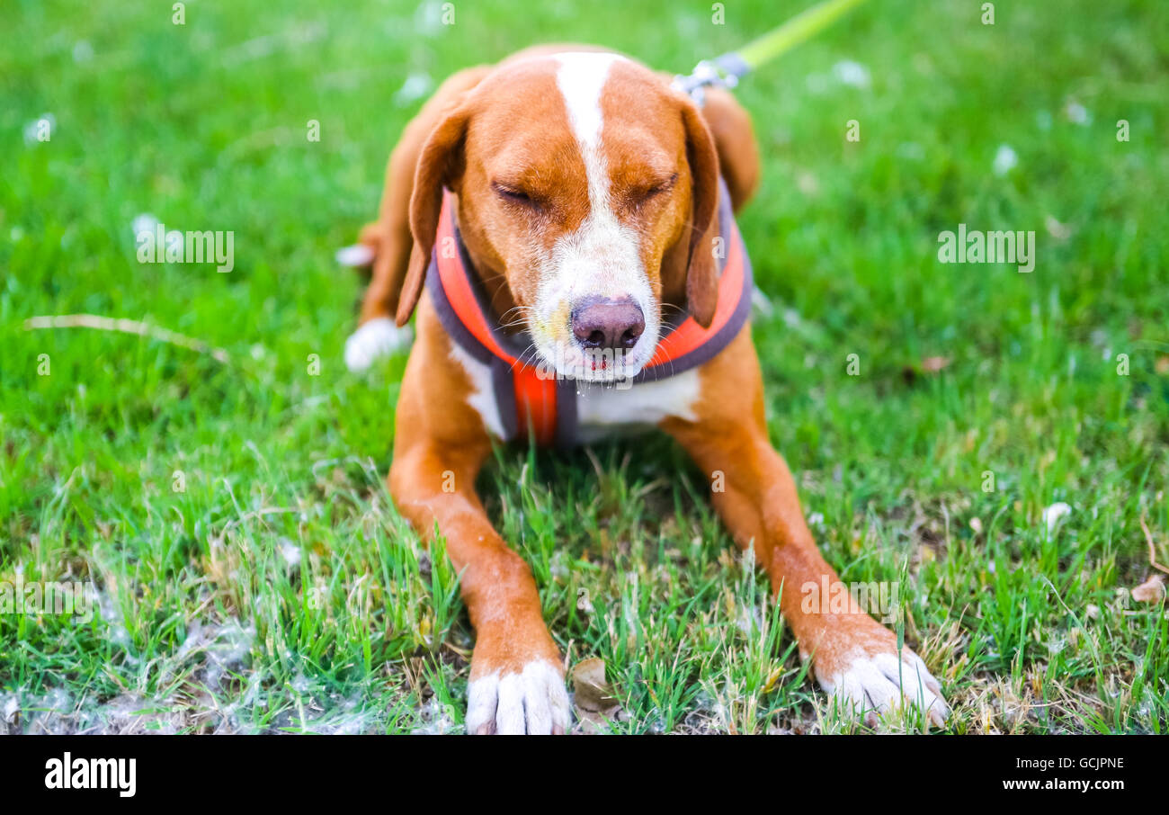 Hound Dog After being sprayed by Skunk Stock Photo Alamy