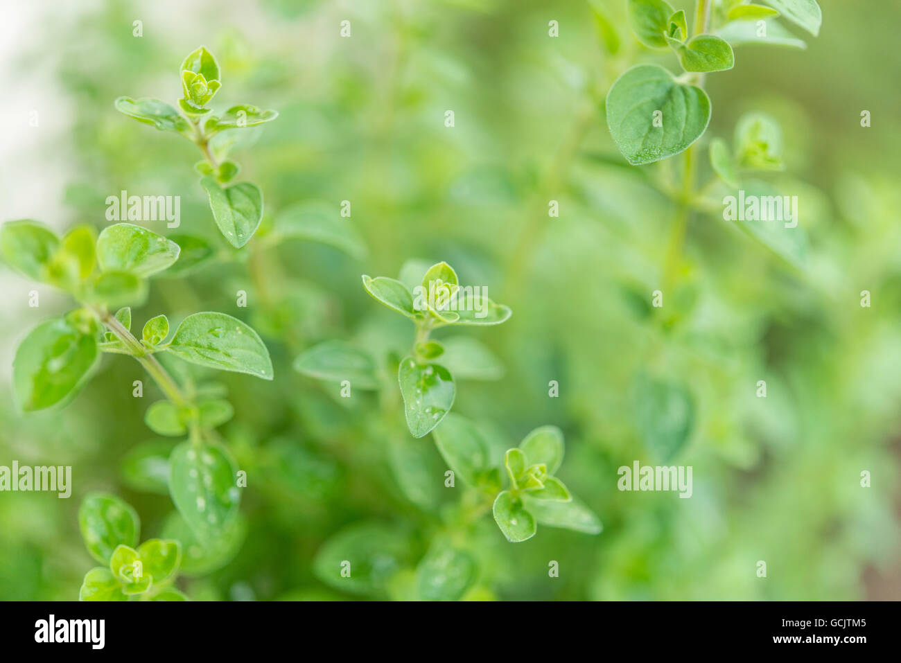Closeup of fresh green Oregano Stock Photo