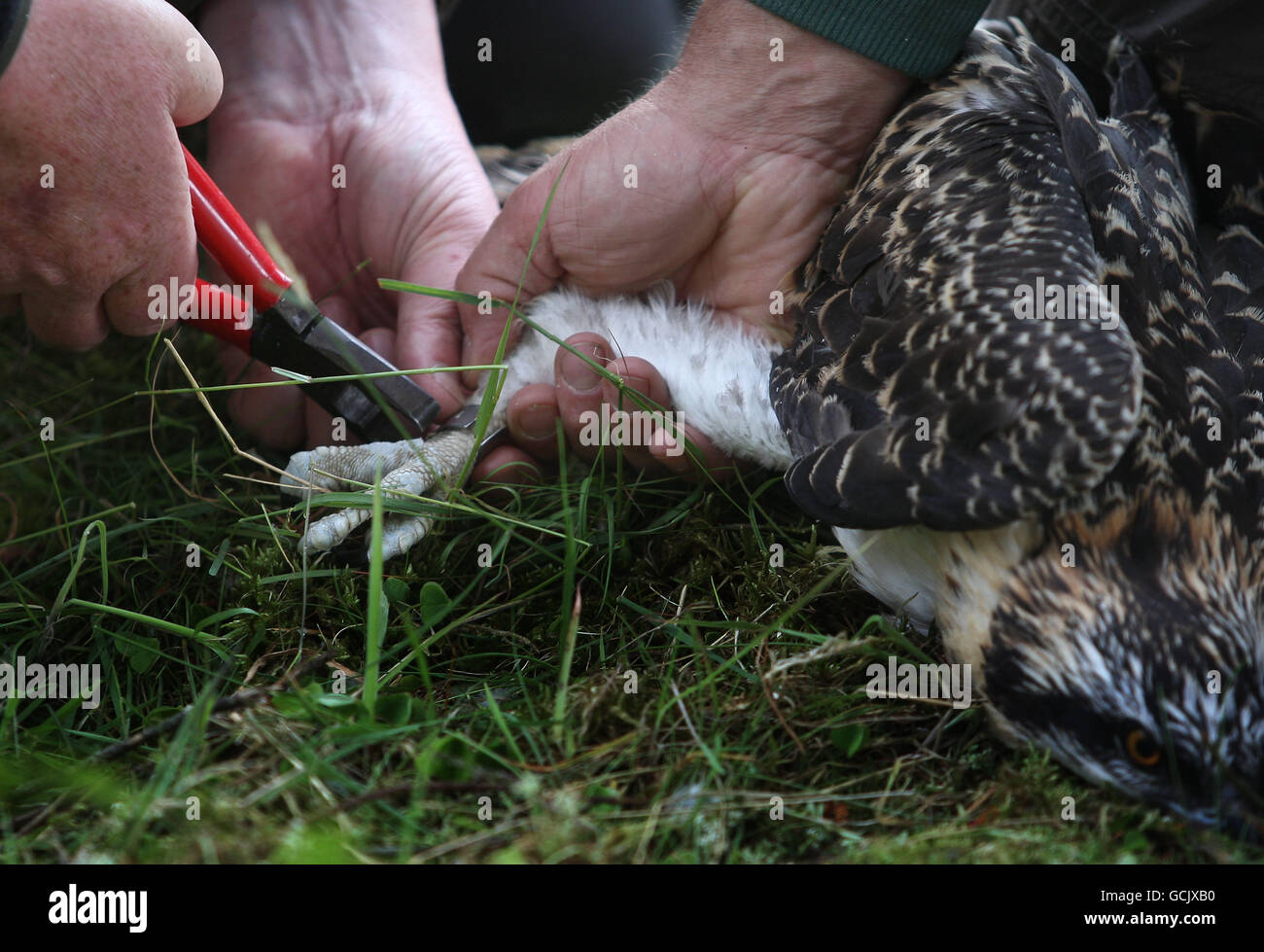 Ronnie Graham helps ring two osprey chicks hatched in the last few months at the Tweed Valley Osprey Centre, near Peebles in Scotland. Stock Photo