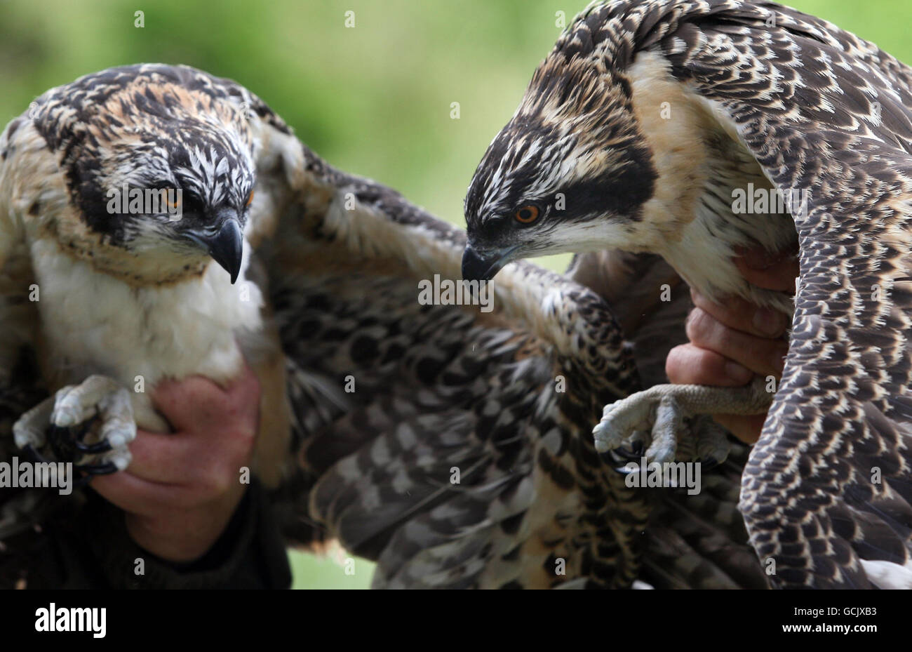 Ronnie Graham helps ring two osprey chicks hatched in the last few months at the Tweed Valley Osprey Centre, near Peebles in Scotland. Stock Photo