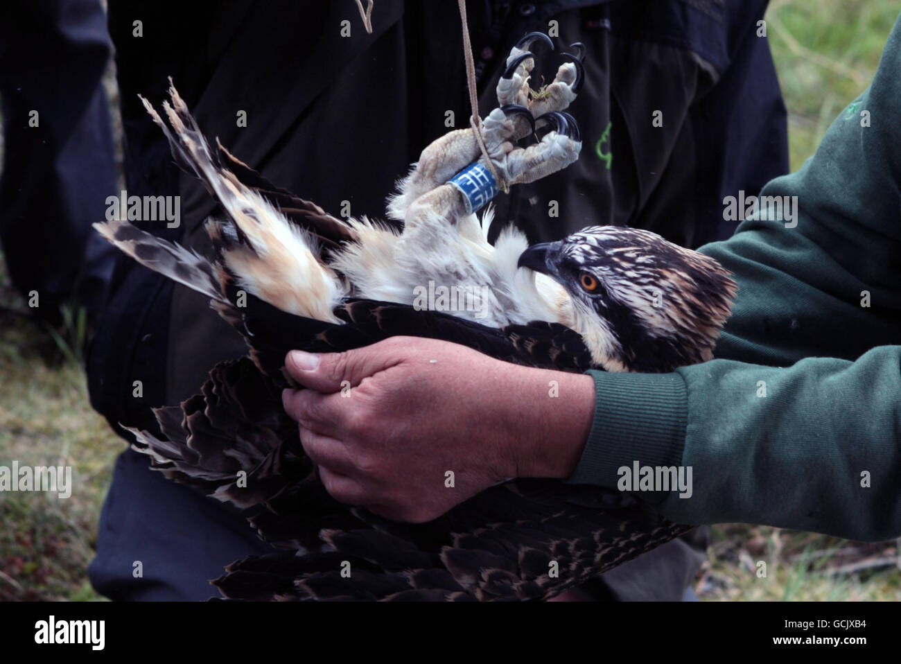 Ronnie Graham helps ring two osprey chicks hatched in the last few months at the Tweed Valley Osprey Centre, near Peebles in Scotland. Stock Photo