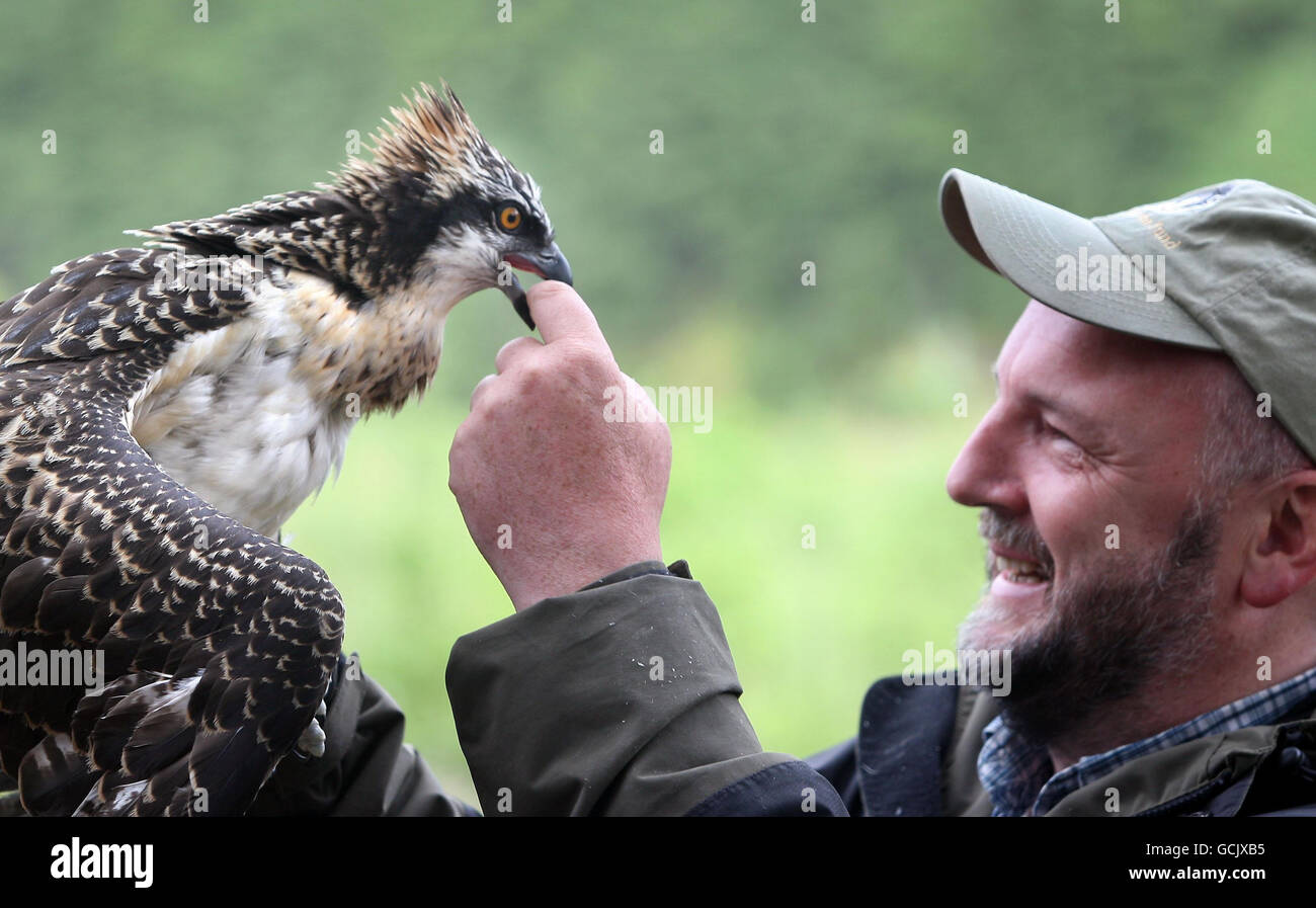 Ronnie Graham with one of two osprey chicks hatched in the last few months at the Tweed Valley Osprey Centre, near Peebles in Scotland. Stock Photo