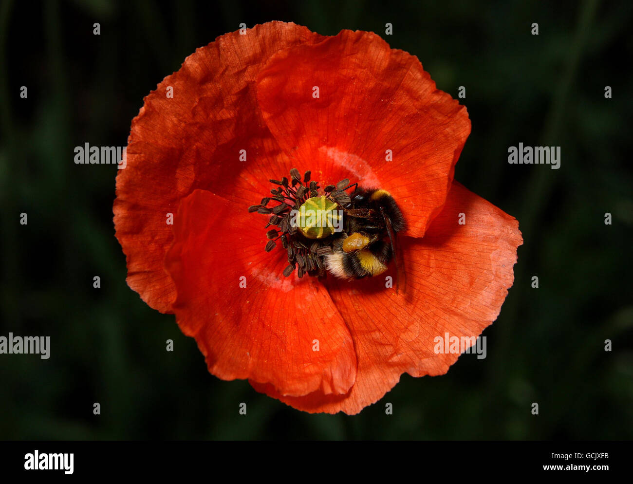 A bumble bee hunts for nectar in a poppy flower in a Birmingham garden. Stock Photo