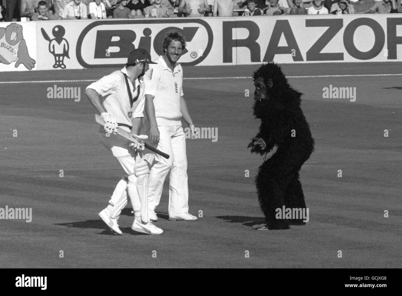 England's Ian Botham nicknamed 'Guy the Gorilla' after a fancy dress stunt, sees the joke as Australian batsman Graham Yallop tries to fend off a youth dressed as a Gorilla who ran on to the pitch. To the crowds delight the Gorilla ignored Graham Yallop and shook hands with Ian Botham. Stock Photo