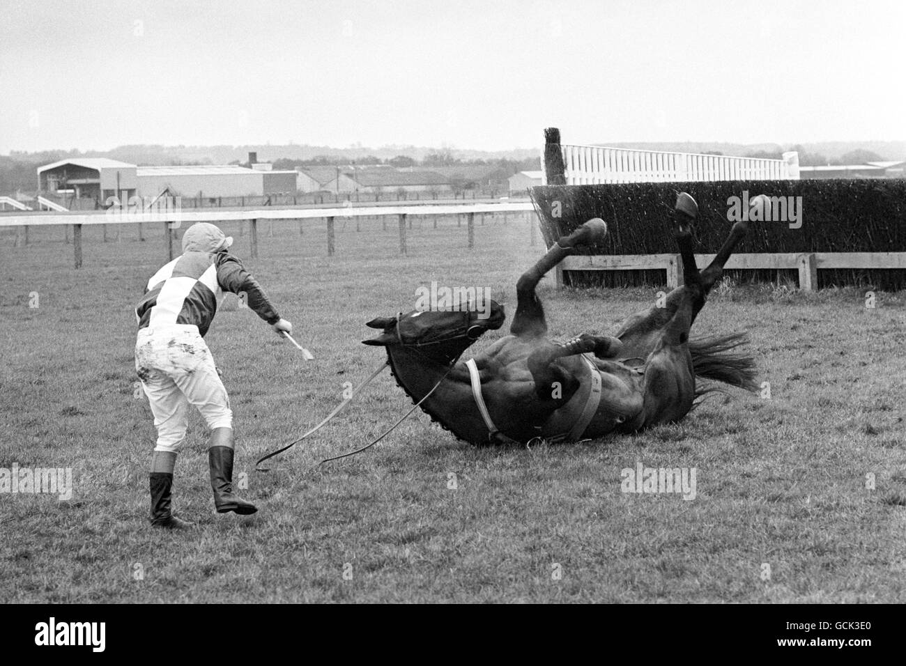 Horse Racing - The Aldermaston Novices Chase - Newbury Racecourse. Jockey R. Yett watches his horse, Burnt Toast II, roll over Stock Photo
