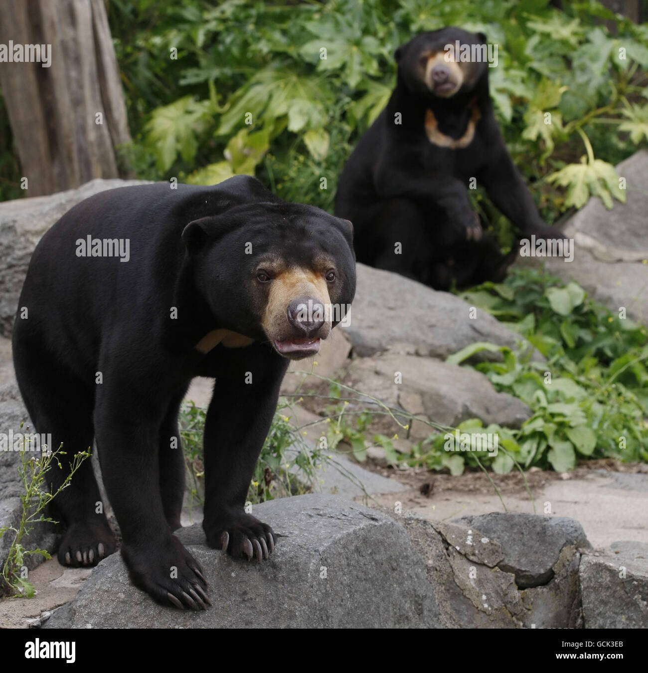 Sun bears Rotana (left) and Somnang (right) explore their new surroundings at Edinburgh Zoo. It is one of two rare sun bears to go on public display at a Scottish zoo after a 6,000-mile journey from Cambodia. Stock Photo