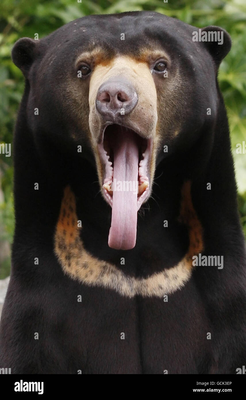 Somnang the sun bear explores its new home at Edinburgh Zoo. It is one of two rare sun bears to go on public display at a Scottish zoo after a 6,000-mile journey from Cambodia. Stock Photo