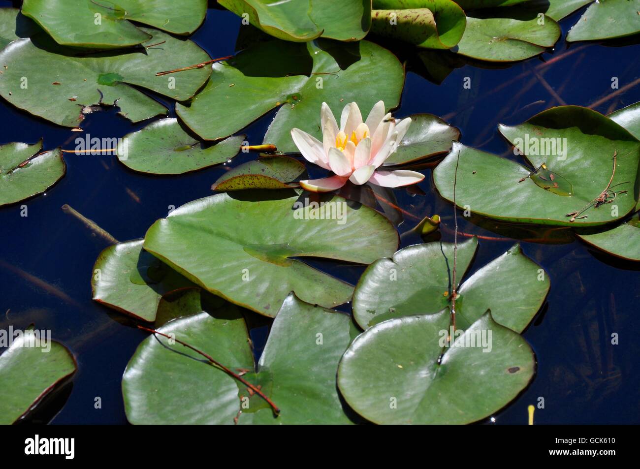 Green lily pads and water lily floating on the surface of pond water in ...