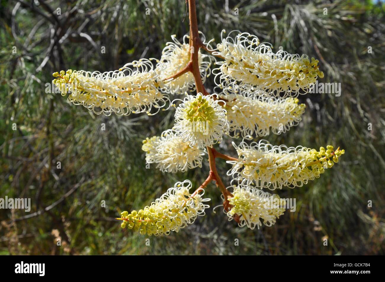 Hanging creamy yellow and white wiry spider flower, Grevillia Moonlight, in outdoor nature setting in Western Australia. Stock Photo