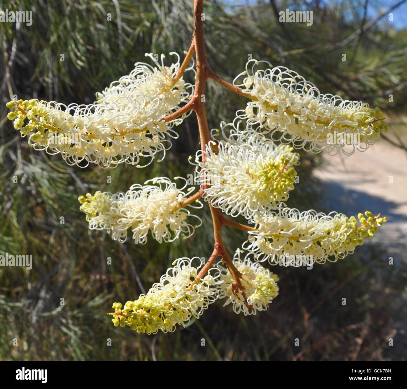 Creamy yellow and white wiry spider flower, Grevillia Moonlight, in outdoor nature setting in Western Australia. Stock Photo