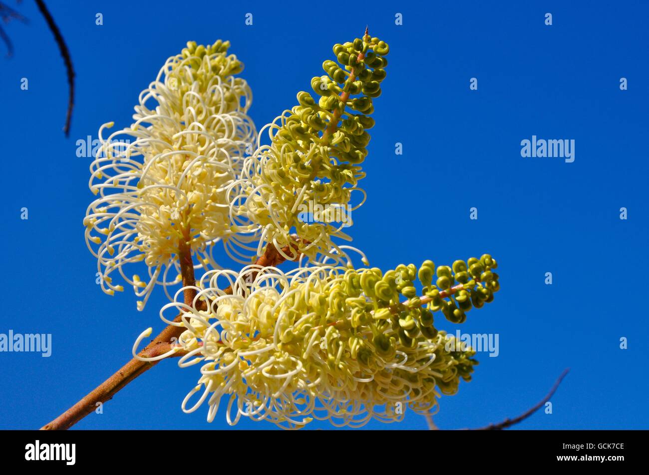 Creamy yellow and white wiry spider flower, Grevillia Moonlight, in outdoor nature setting with blue sky in Western Australia. Stock Photo