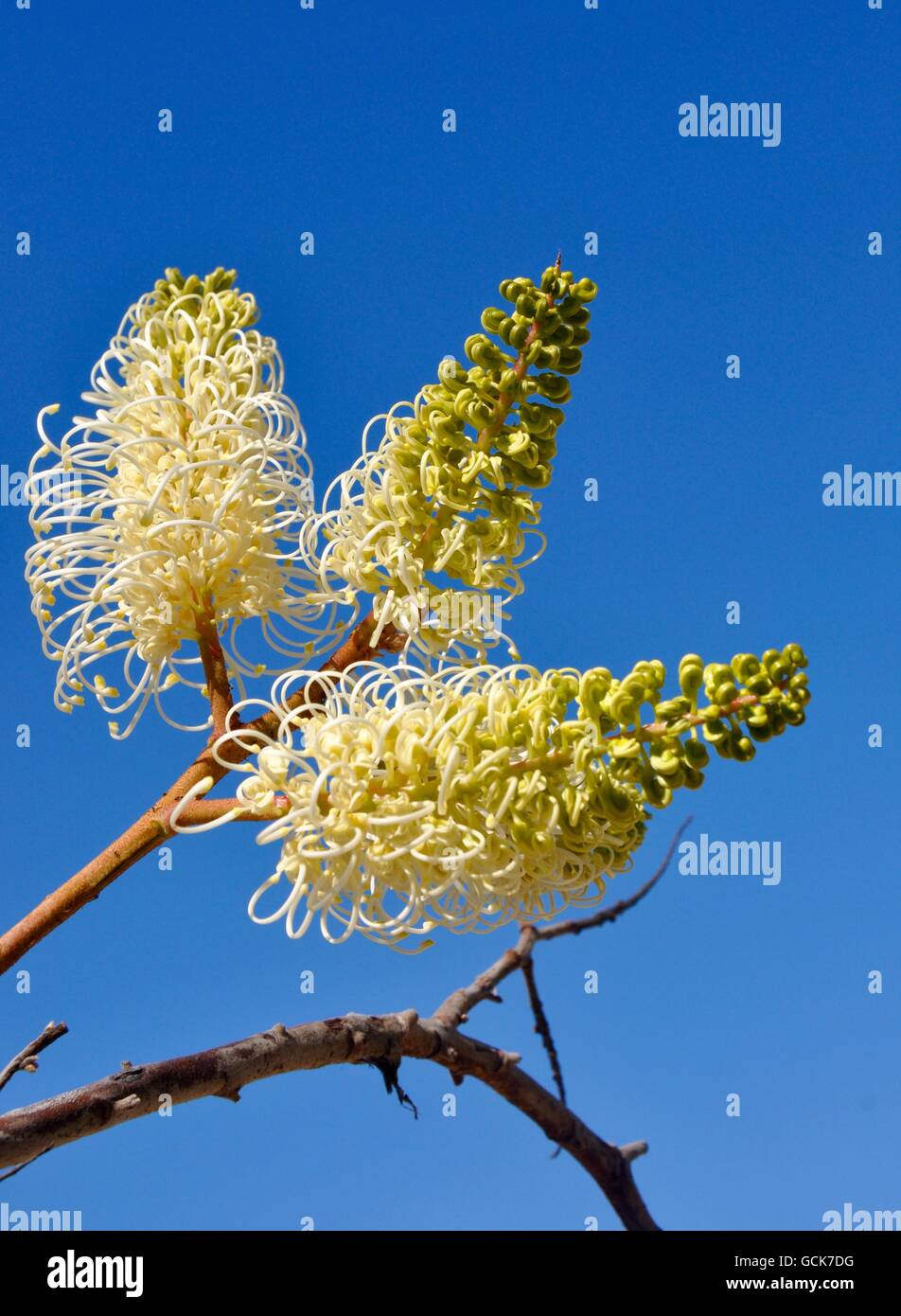 Creamy yellow and white wiry spider flower, Grevillia Moonlight, with a bright blue sky background in Western Australia. Stock Photo