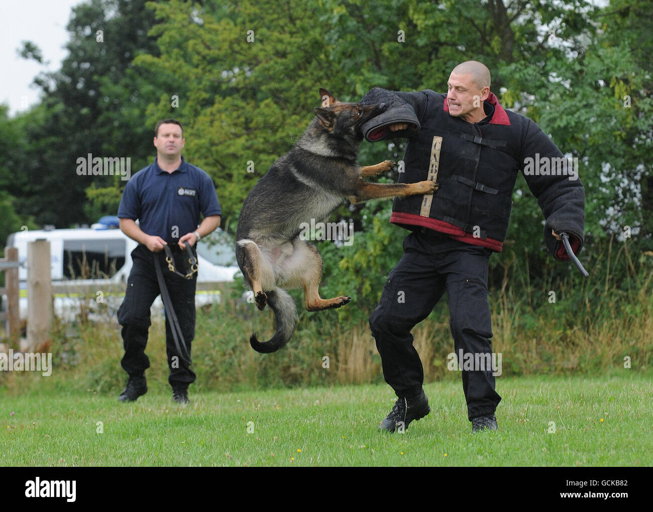 Police dog training Stock Photo Alamy