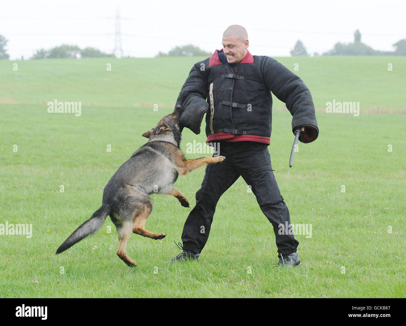 Police dog training Stock Photo Alamy