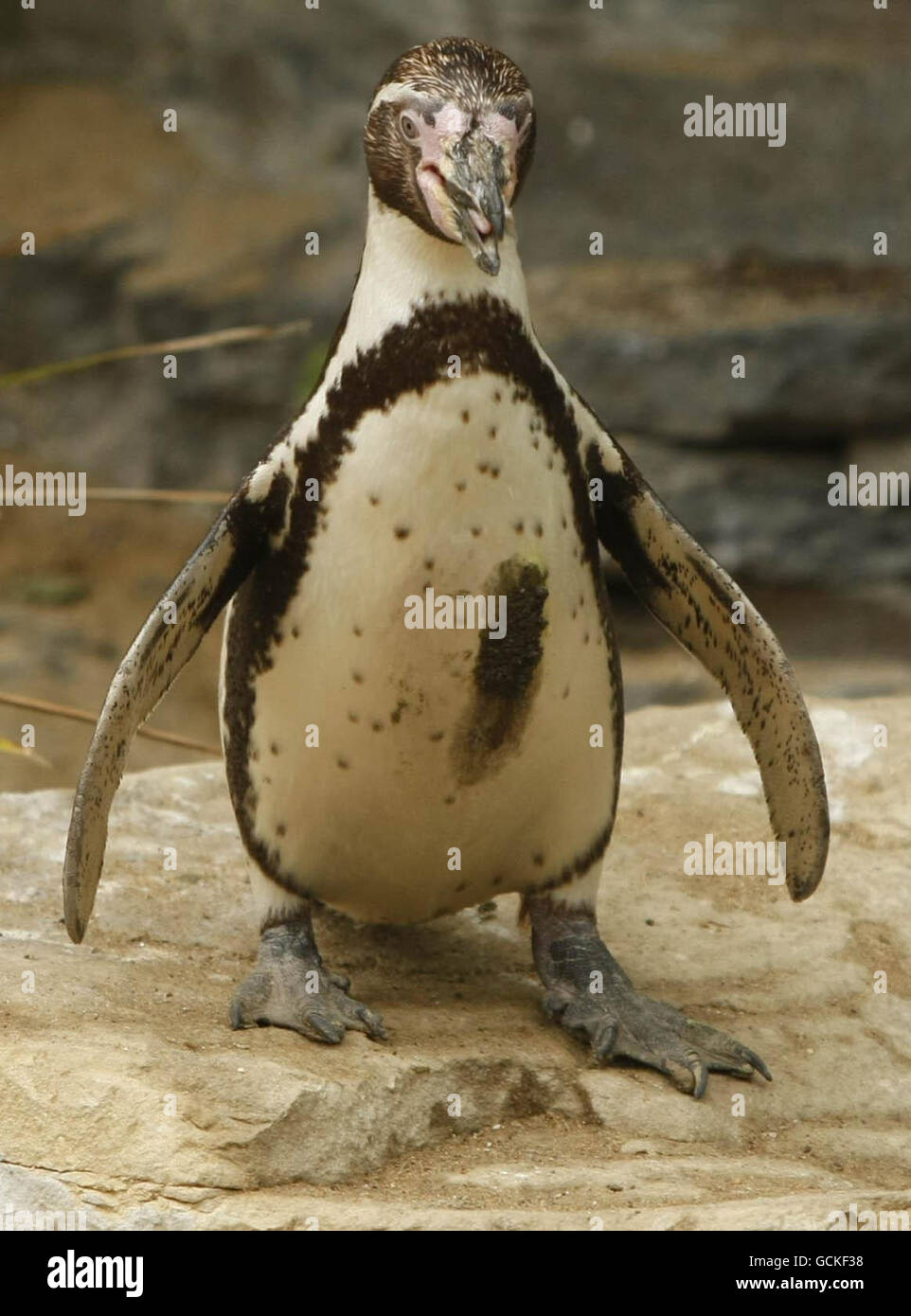 Stolen penguin recovered Stock Photo - Alamy