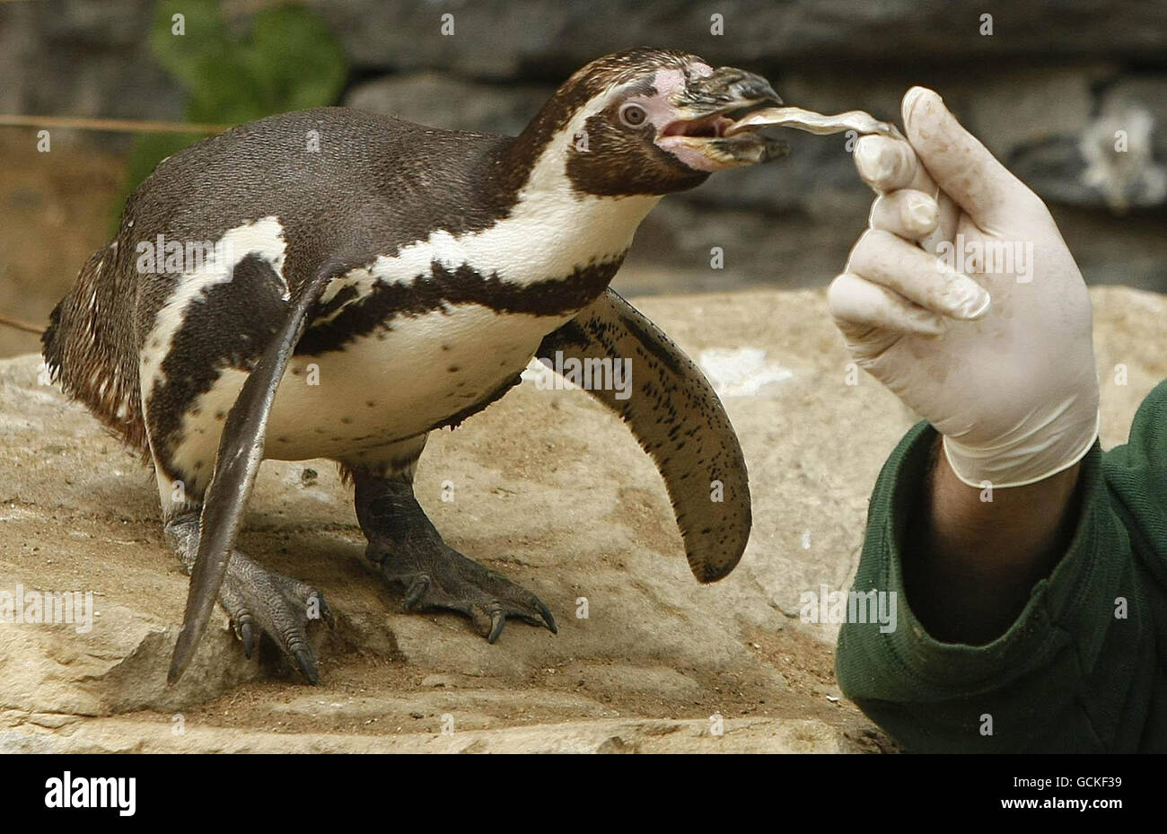Kelli, a 10 year-old penguin is returned to its enclosure having earlier  been found on the street in Dublin after being stolen from Dublin Zoo in a  suspected prank Stock Photo -