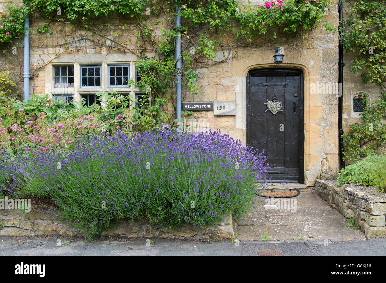 Lavandula. Lavender in front of a cotswold stone cottage in Broadway, Cotswolds, Worcestershire, England Stock Photo