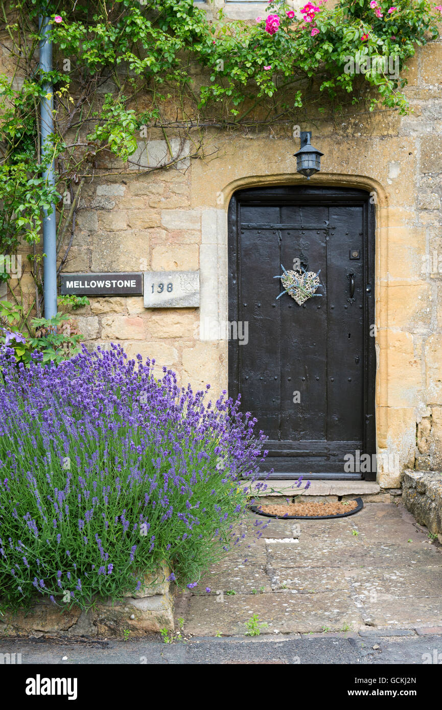 Lavandula. Lavender in front of a cotswold stone cottage in Broadway, Cotswolds, Worcestershire, England Stock Photo