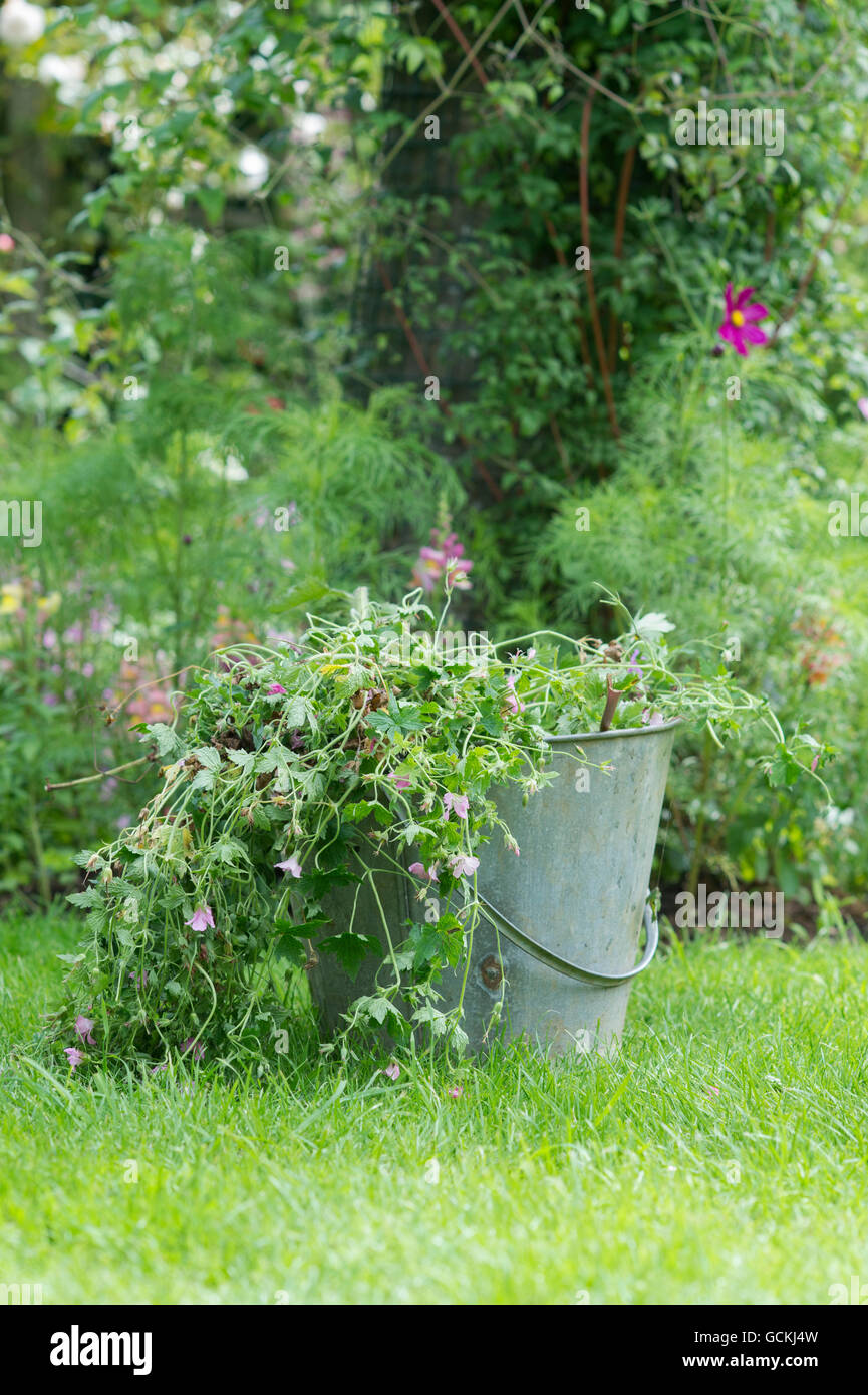 Clearing dead geranium plants from the garden in a metal bucket. UK