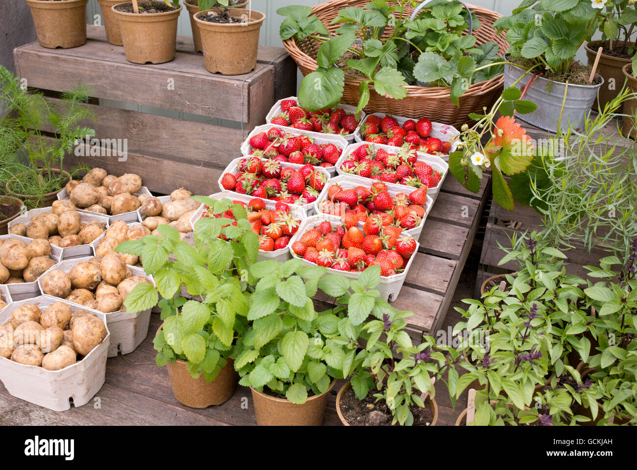 Strawberry strawberries punnet punnets hi-res stock photography and ...