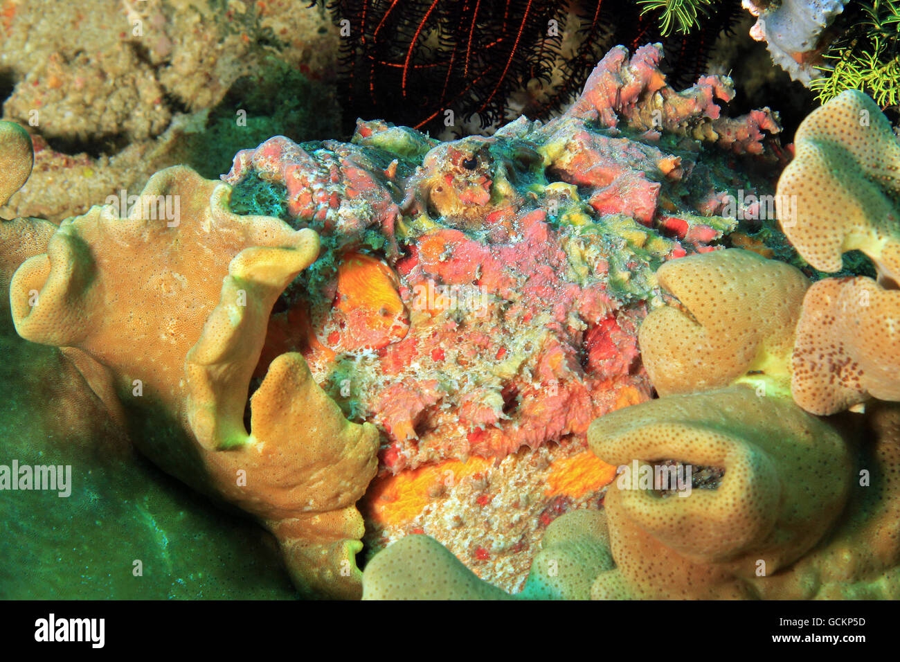 Estuarine Stonefish (Synanceia Horrida). Dampier Strait, Raja Ampat, Indonesia Stock Photo