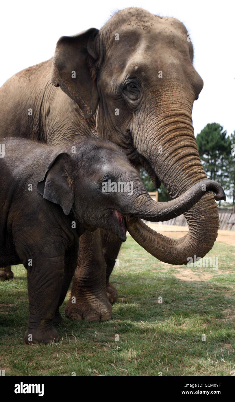 Elephant calf Donna with her mother Kaylee as she celebrates her first