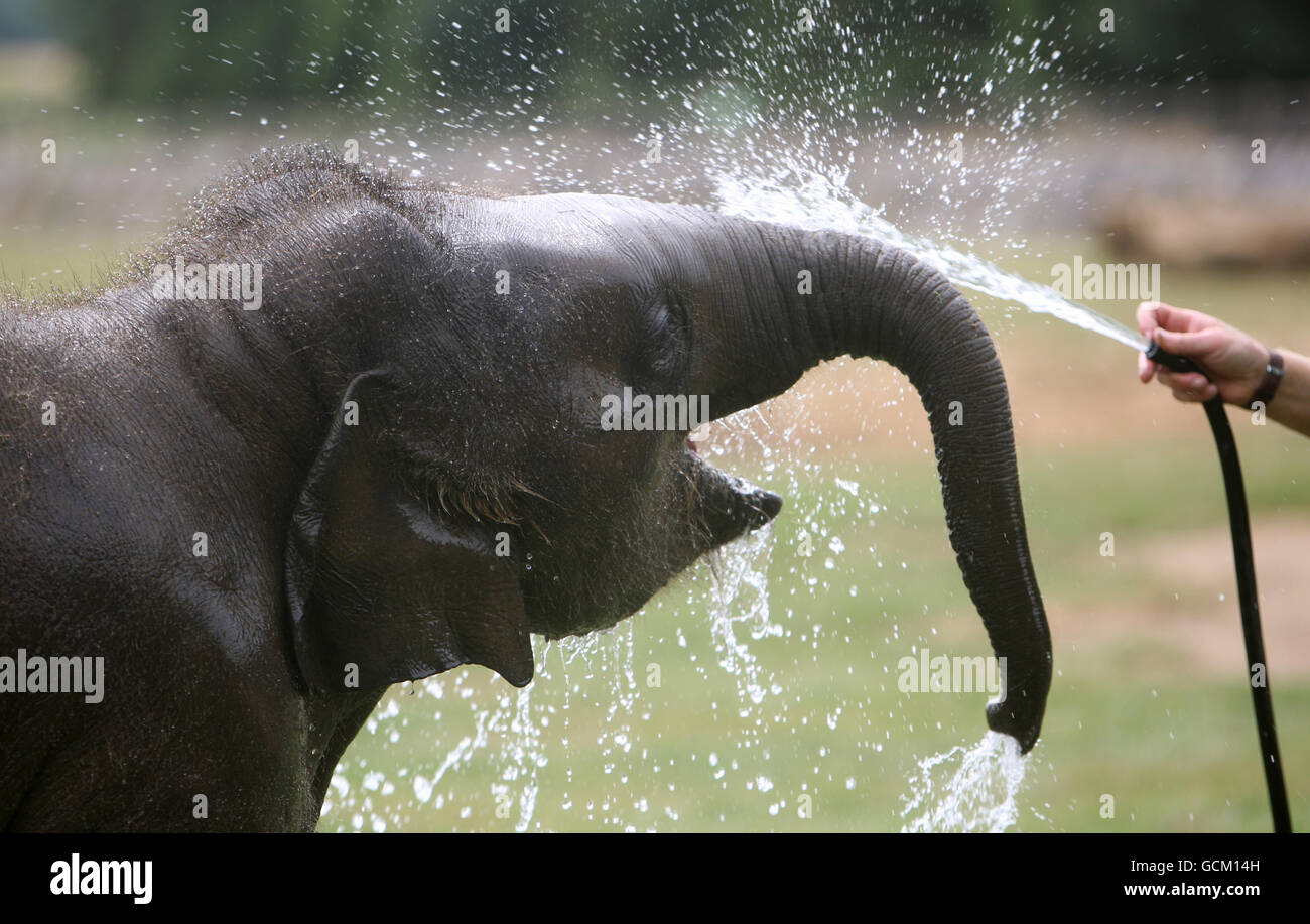 Elephant calf Donna cools off as she celebrates her first birthday at