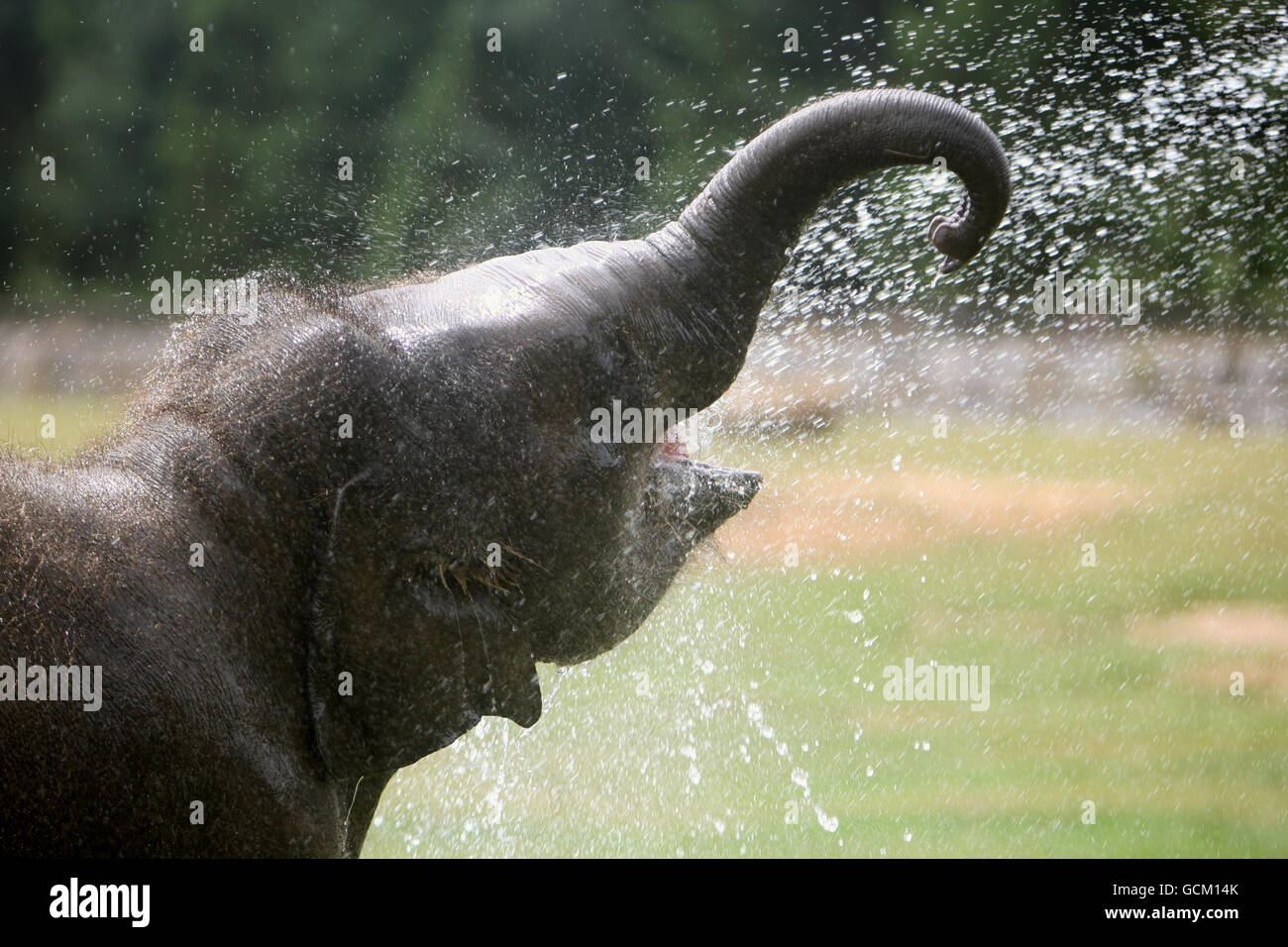Elephant calf Donna cools off as she celebrates her first birthday at(02)