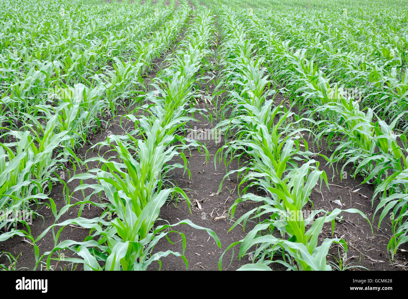 field of young maize with curved row at the end Stock Photo