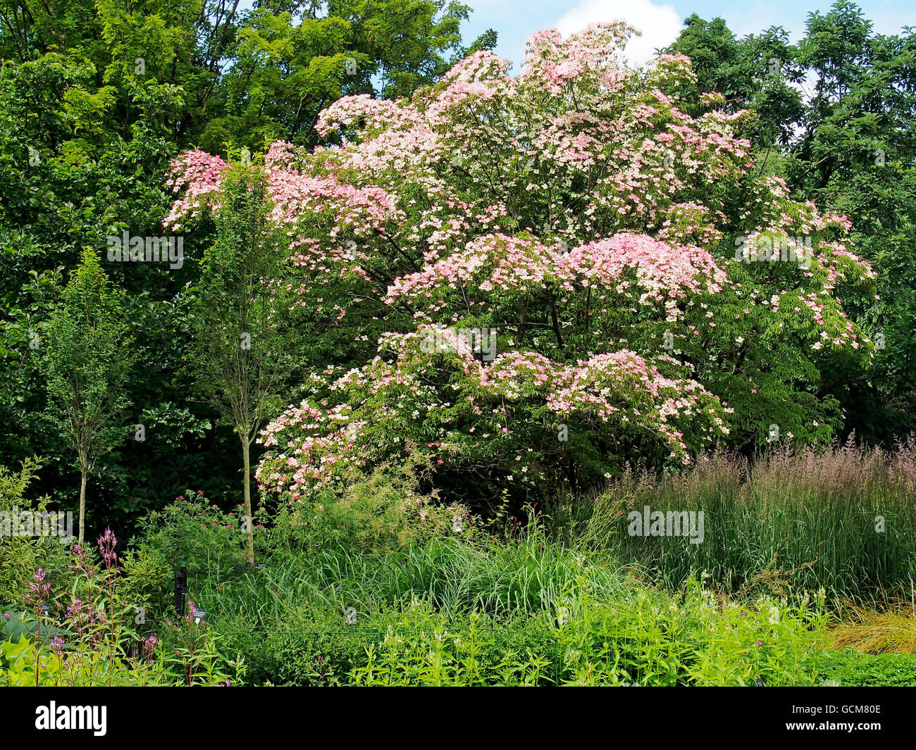 Cornus 'Porlock', a hybrid dogwood showing reddish pink bracts and mid-green leaves. Stock Photo