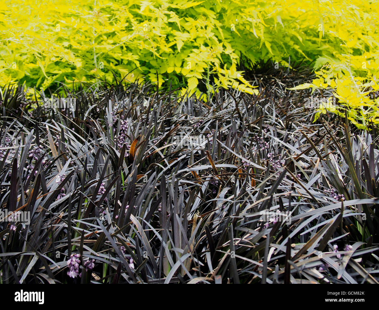 Ophiopogon Planiscapis 'Nigrescens'  is a mondo grass cultivar which is noted for its purplish-black leaves. Stock Photo