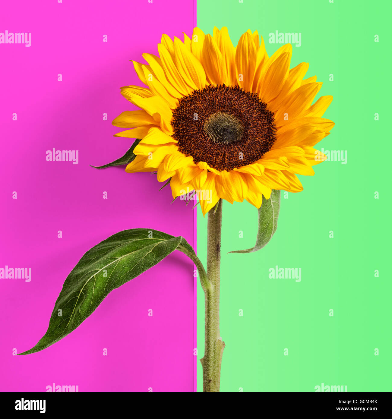 Sunflower with leaves and stem on abstract pink green background. Flower object with clipping path Stock Photo