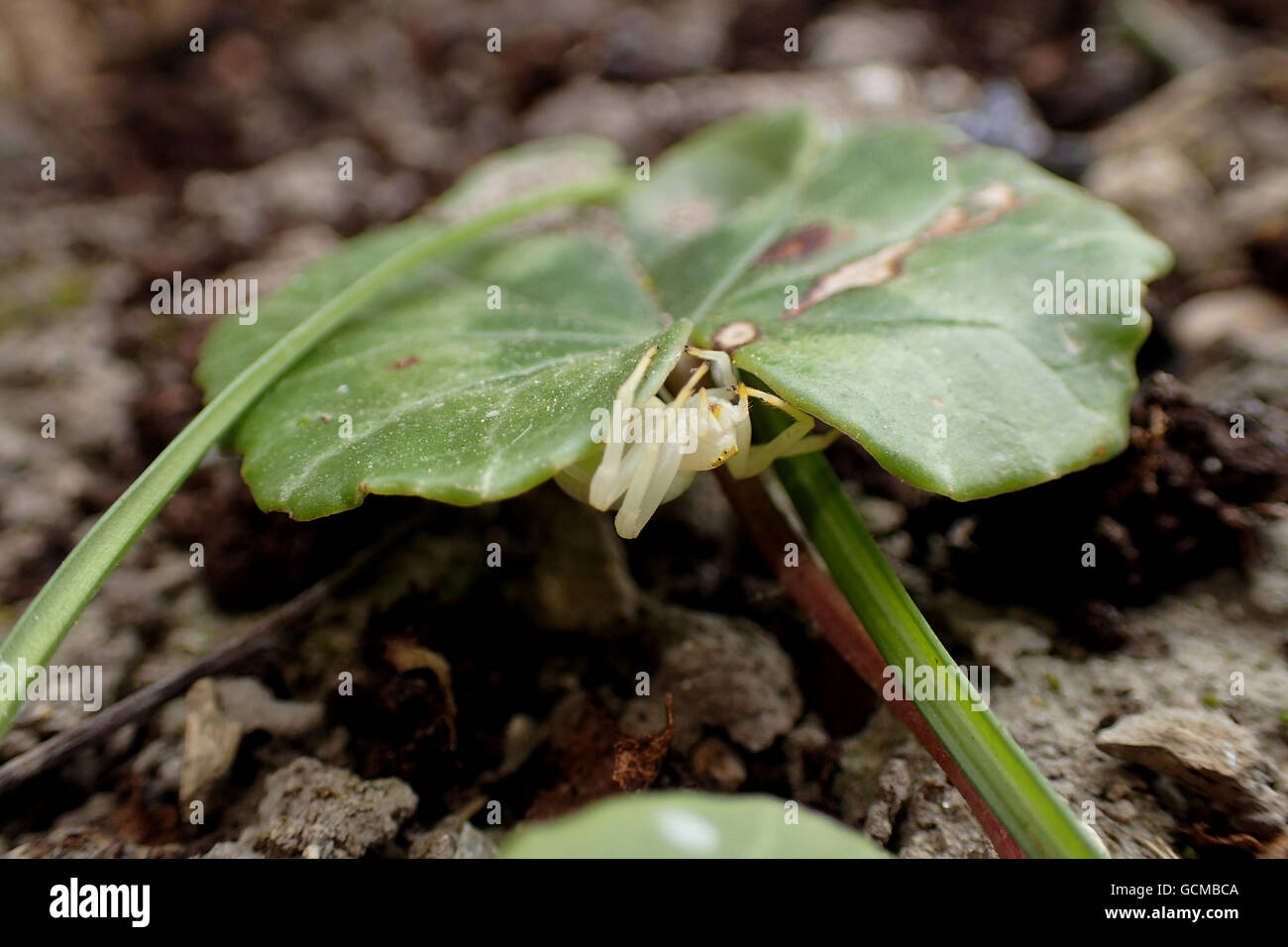 White pale crab spider (Misumena vatia) looking out from underneath the leaf of an ivy-leaved cyclamen (Cyclamen hederifolium) Stock Photo