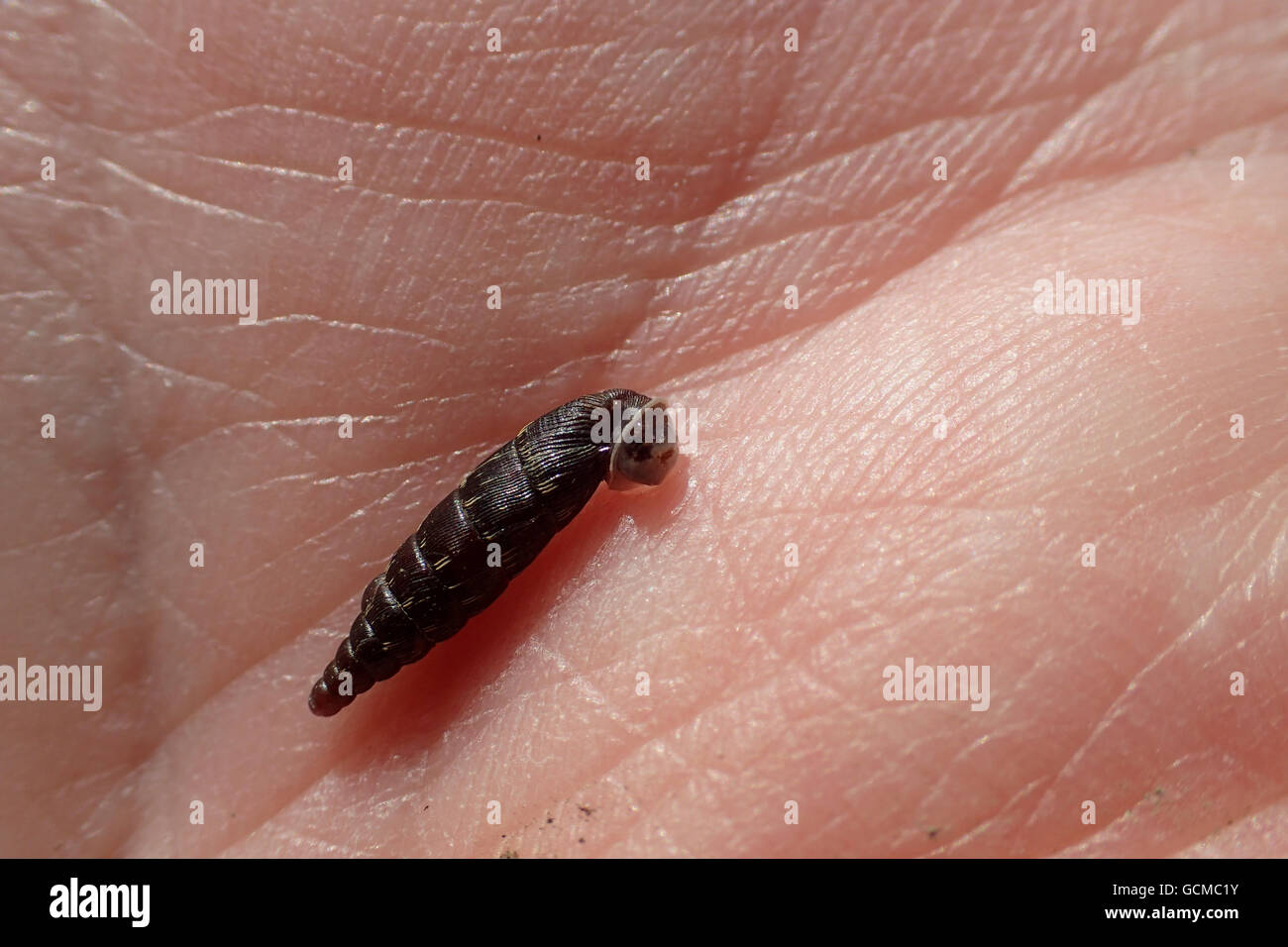 Side view of plaited door snail (Marpessa (= Cochlodina) laminata) on the palm of the photographer's hand Stock Photo