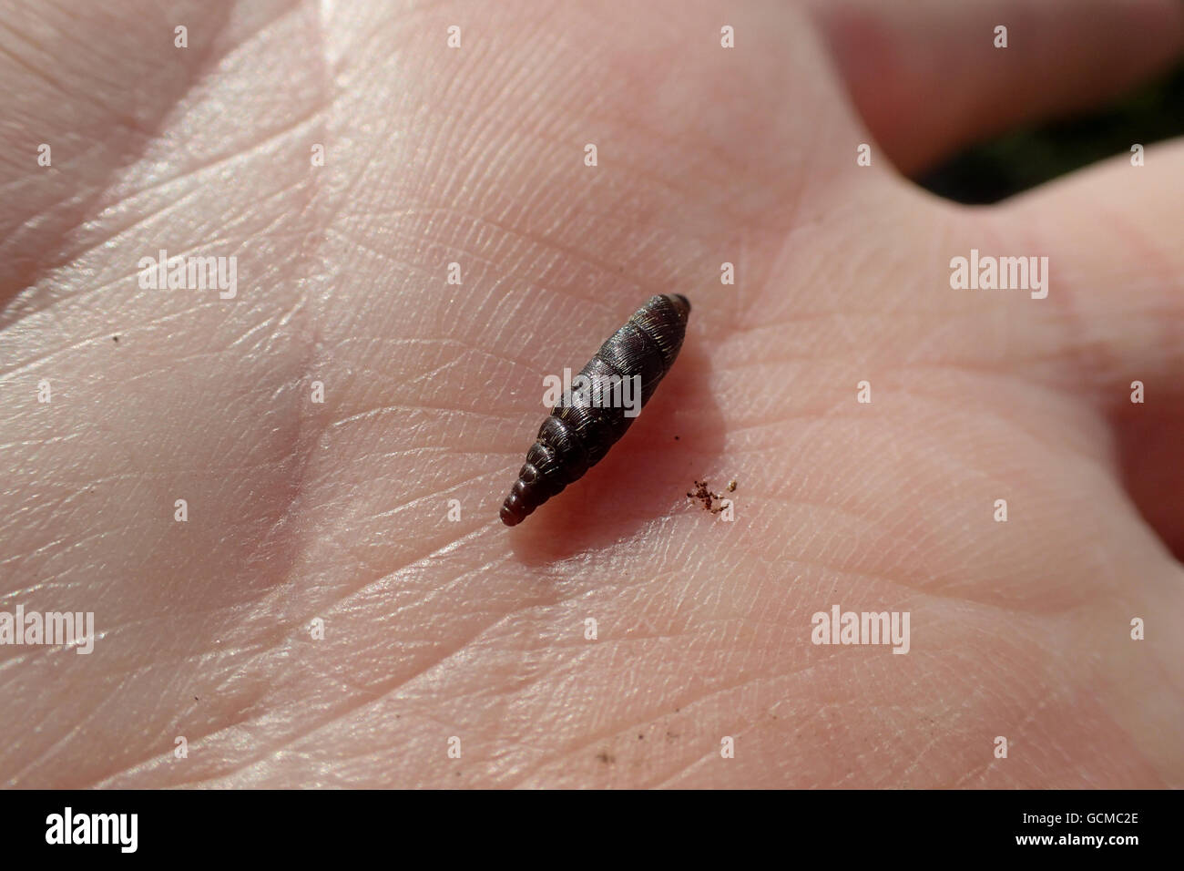 Dorsal view of plaited door snail (Marpessa (= Cochlodina) laminata) on the palm of the photographer's hand Stock Photo