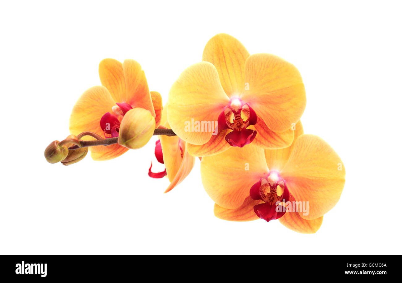 Beautiful yellow orchid flower against clean white background Stock Photo