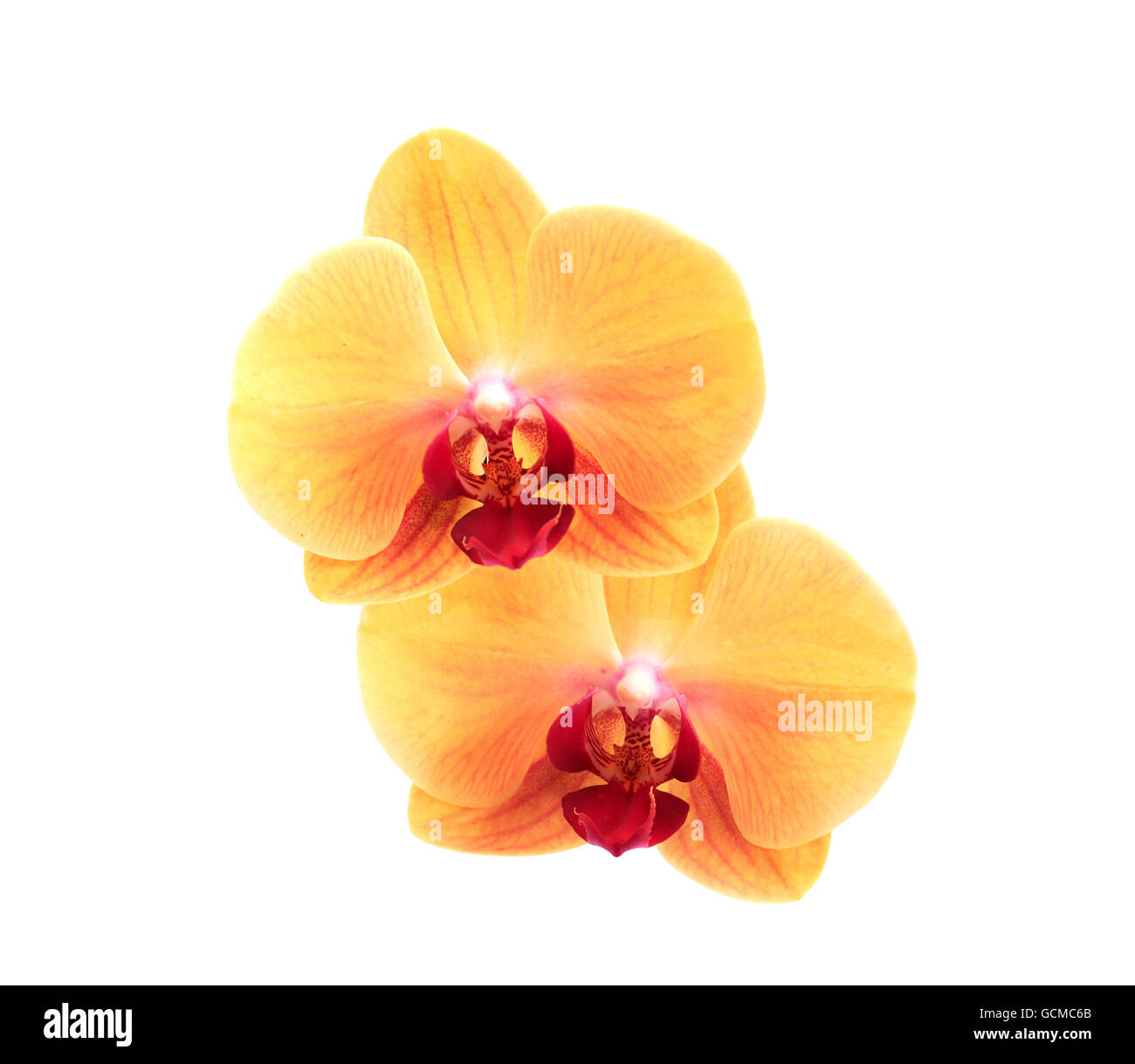 Beautiful yellow orchid flower against clean white background. Isolated with clipping path Stock Photo