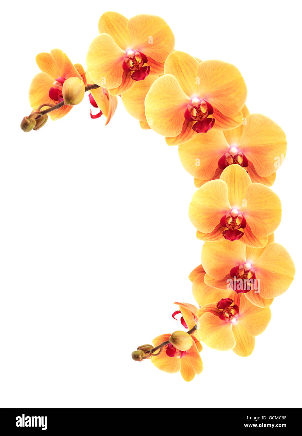 Decoration element. Nice border made from yellow orchid flowers on white background Stock Photo