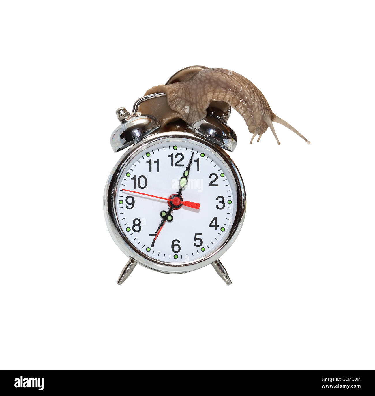 Time concept. Snail on the alarm clock. Isolated on white with clipping path Stock Photo