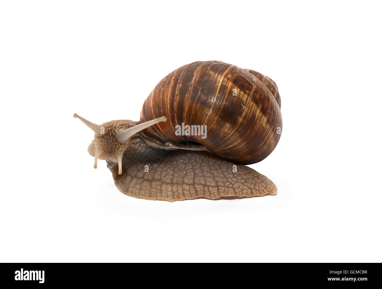 Snail on white background. Isolated with clipping path Stock Photo