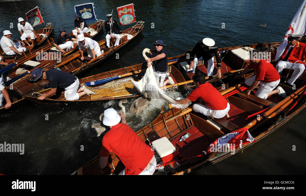 The annual Swan Upping, the counting of the Queen's swans, in progress on the River Thames today